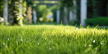 物业地面的草需要拔吗？